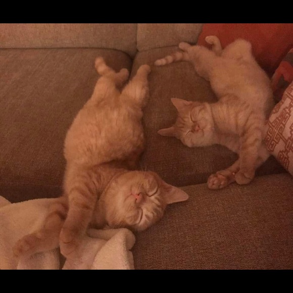 Two Perfect Must-Have Orange Kittens - RARE! - Picture 3 of 3